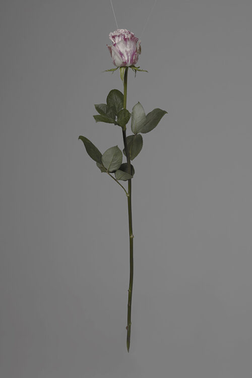 Kornkrit Jianpinidnan, OBJECT OF DESIRE (Orchid), 2015