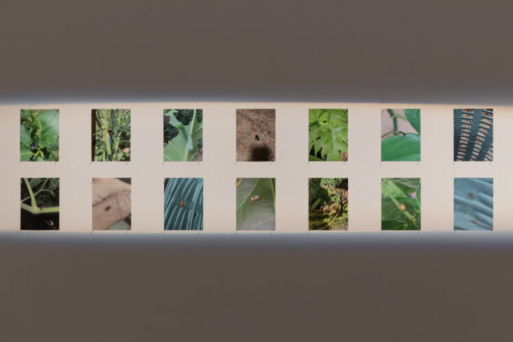 Dusadee Huntrakul. Universe in the Garden, 2022