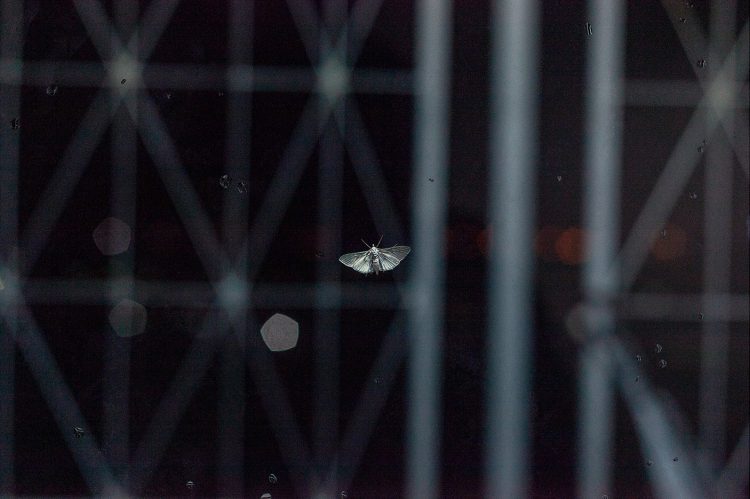 Harit Srikhao, A Sign (Moth), 2023